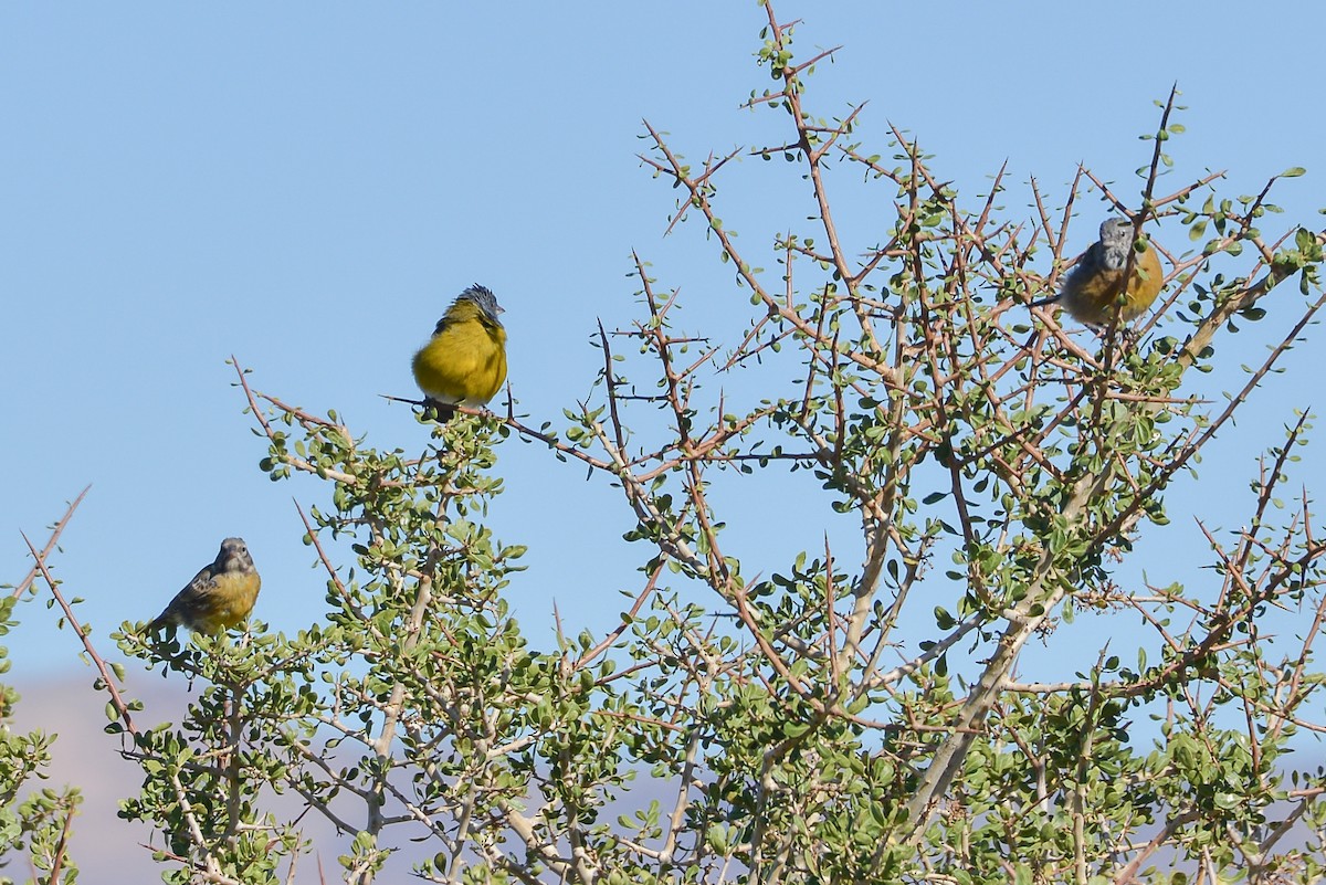 Gray-hooded Sierra Finch - ML632585971