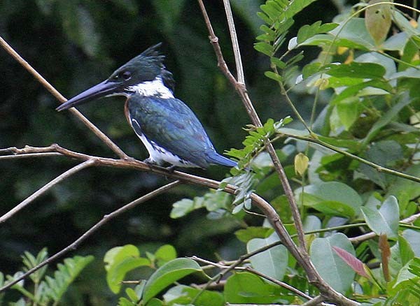 Amazon Kingfisher - ML632585978