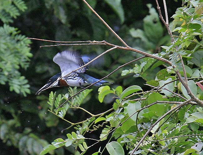 Amazon Kingfisher - ML632585983