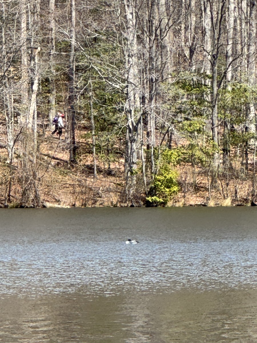 Common Loon - ML632585999