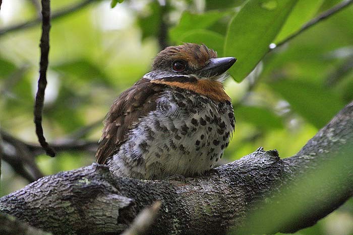 Spotted Puffbird - ML632586011