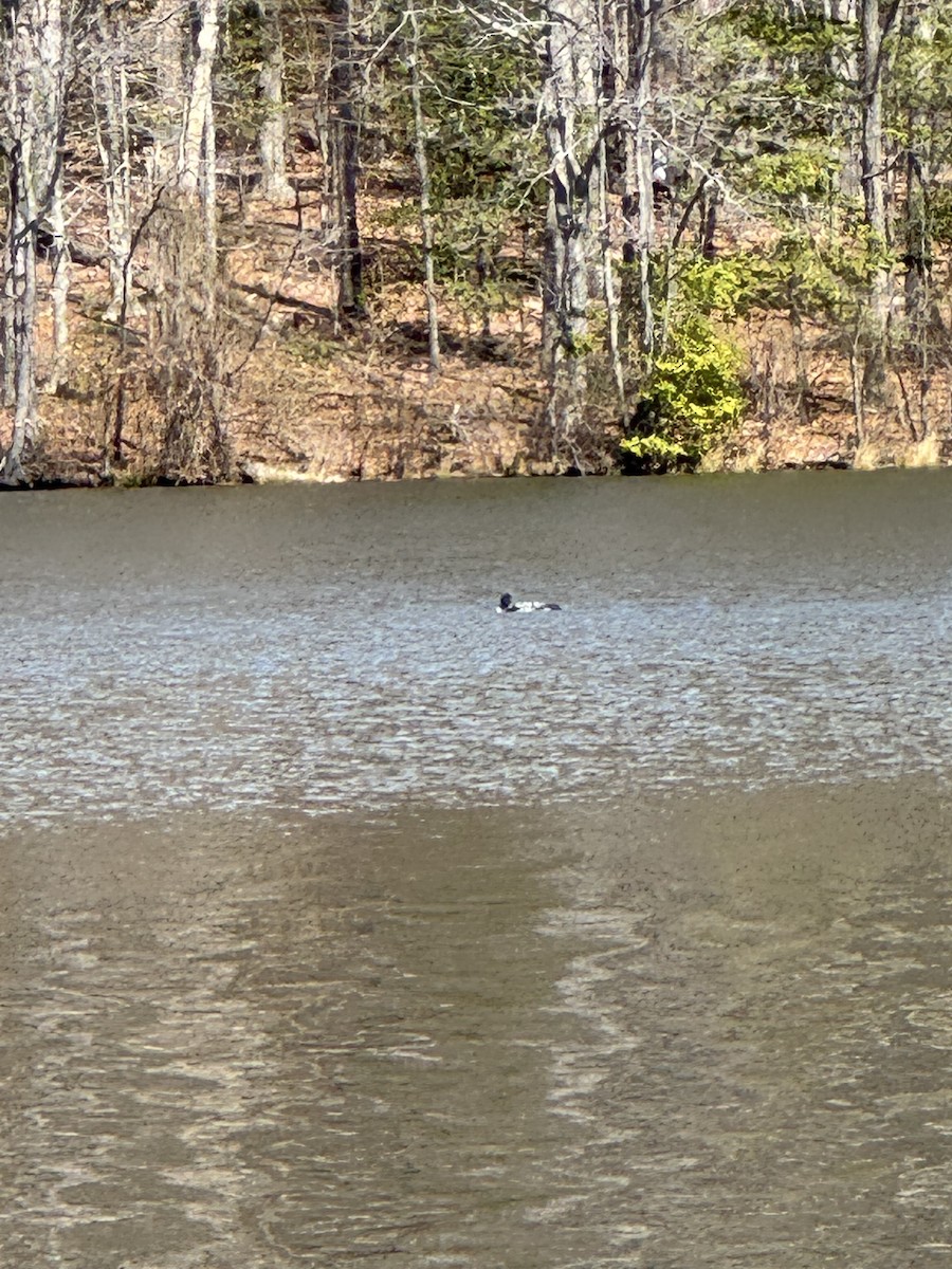 Common Loon - ML632586013
