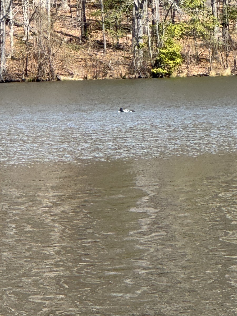 Common Loon - ML632586015