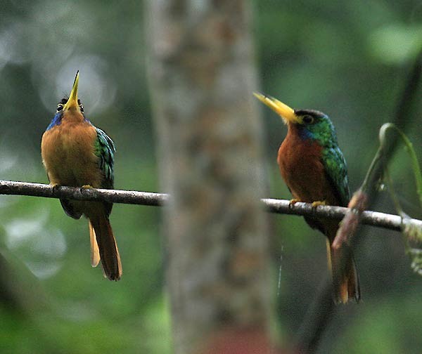 Blue-cheeked Jacamar - ML632586029