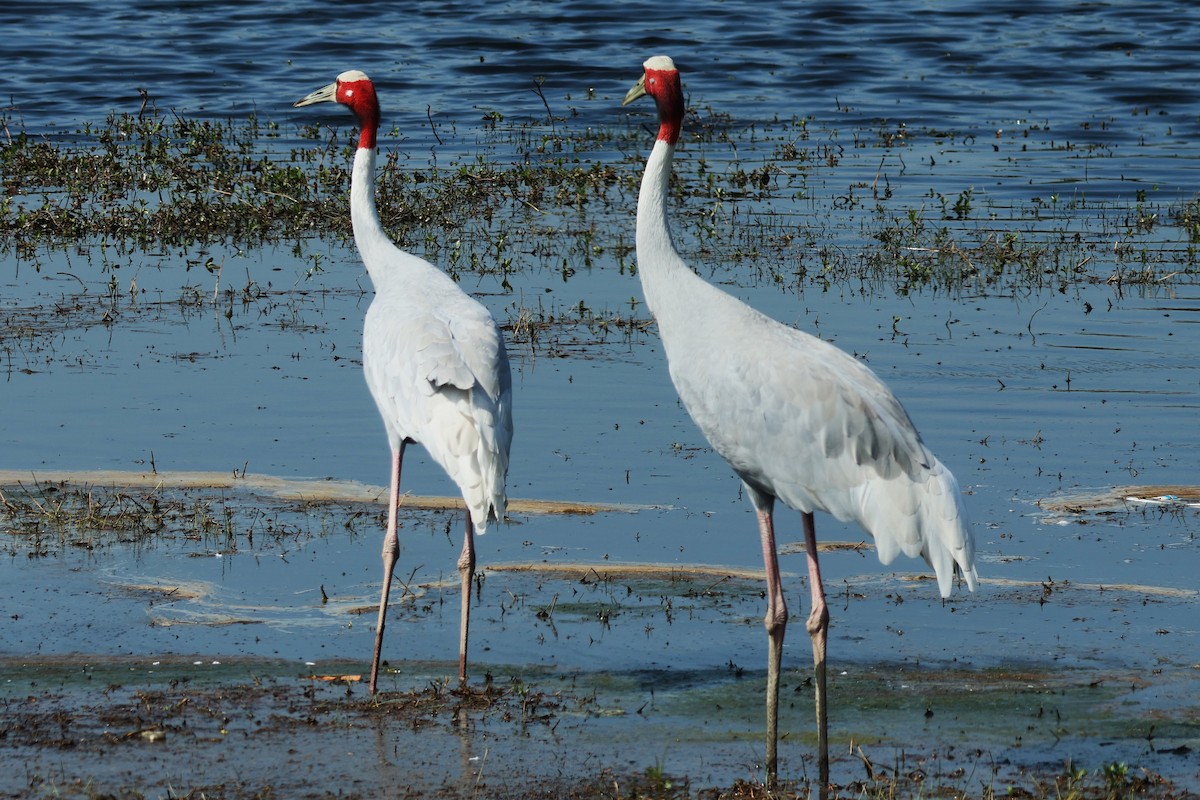 Grue antigone - ML632586046