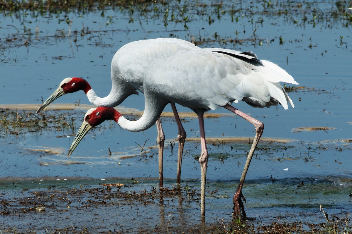 Grue antigone - ML632586063