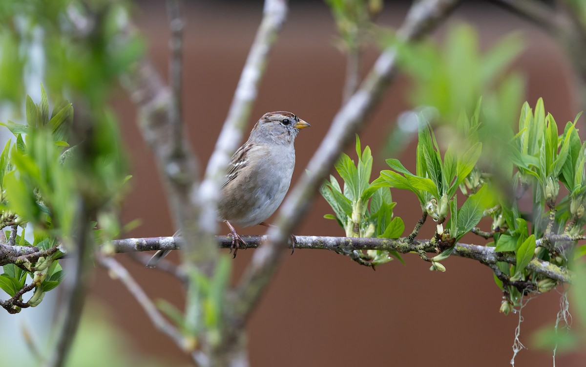 White-crowned Sparrow - ML632586077