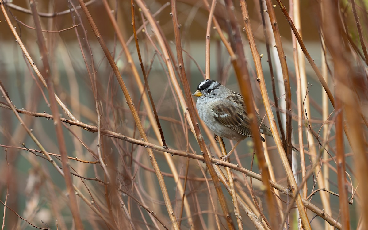 White-crowned Sparrow - ML632586079