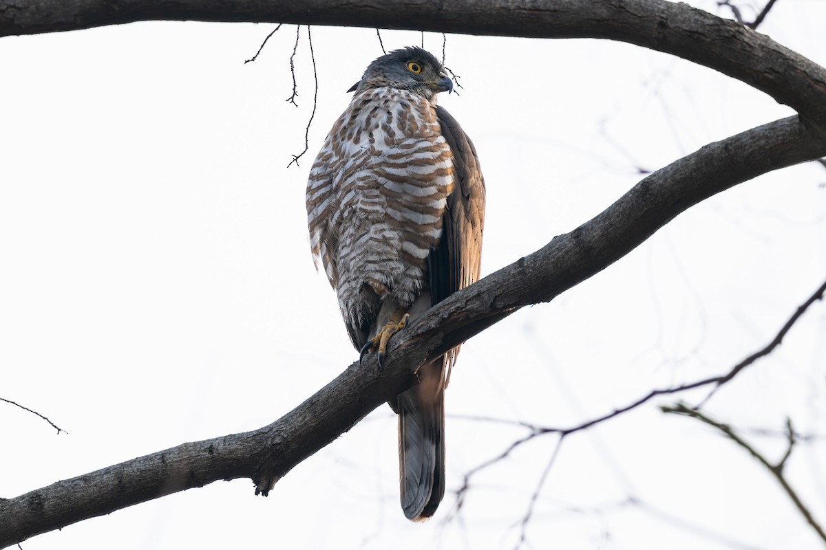 Crested Goshawk - ML632586082
