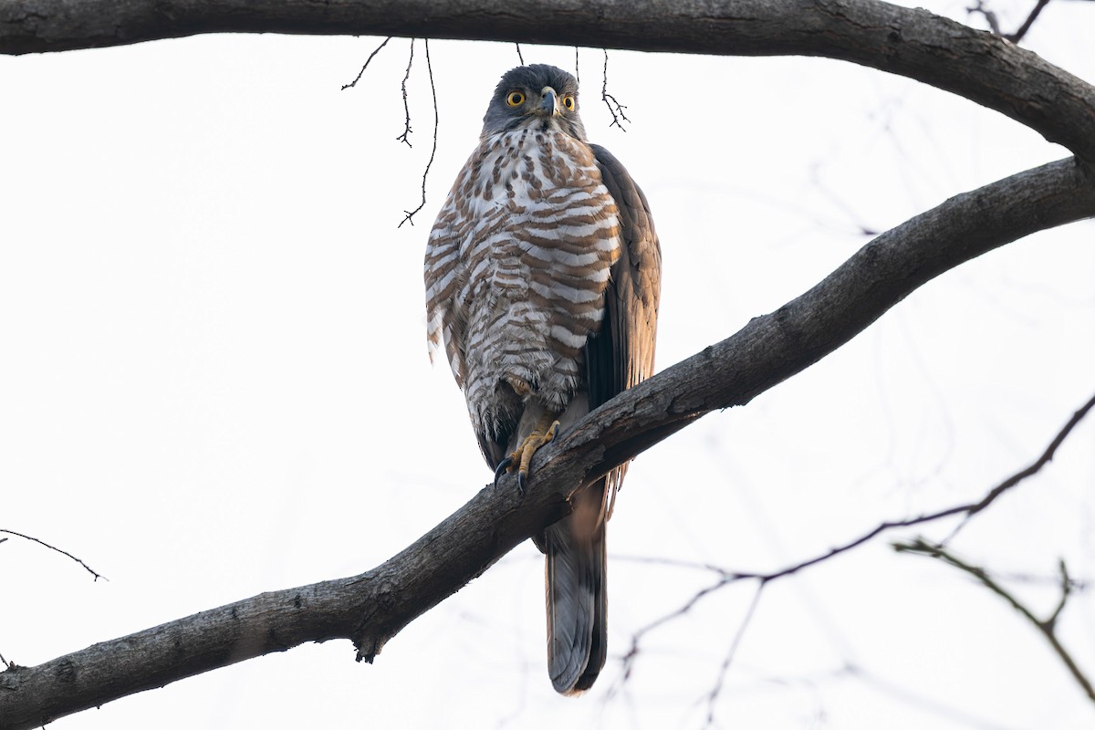 Crested Goshawk - ML632586083