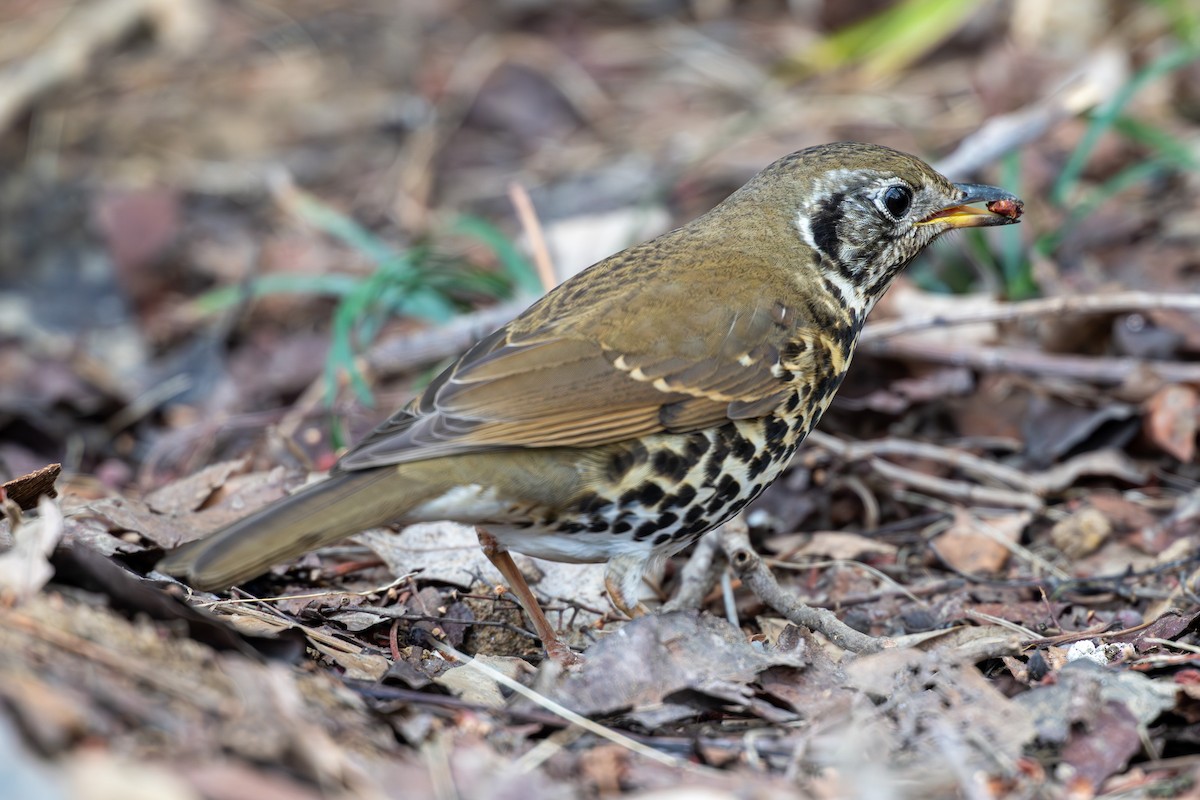 Chinese Thrush - ML632586087