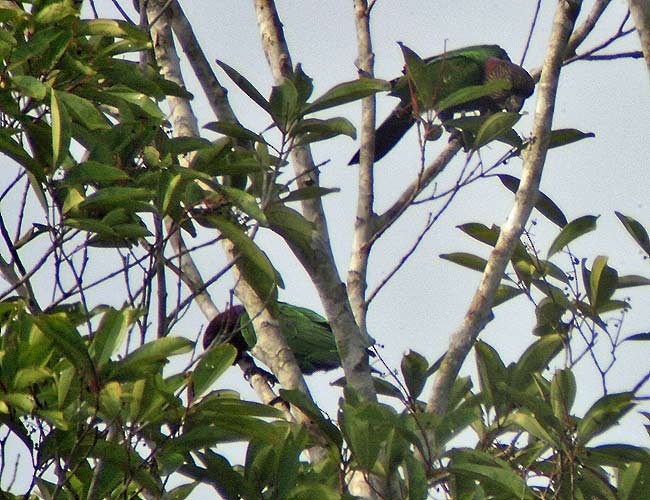 Red-fan Parrot - ML632586091