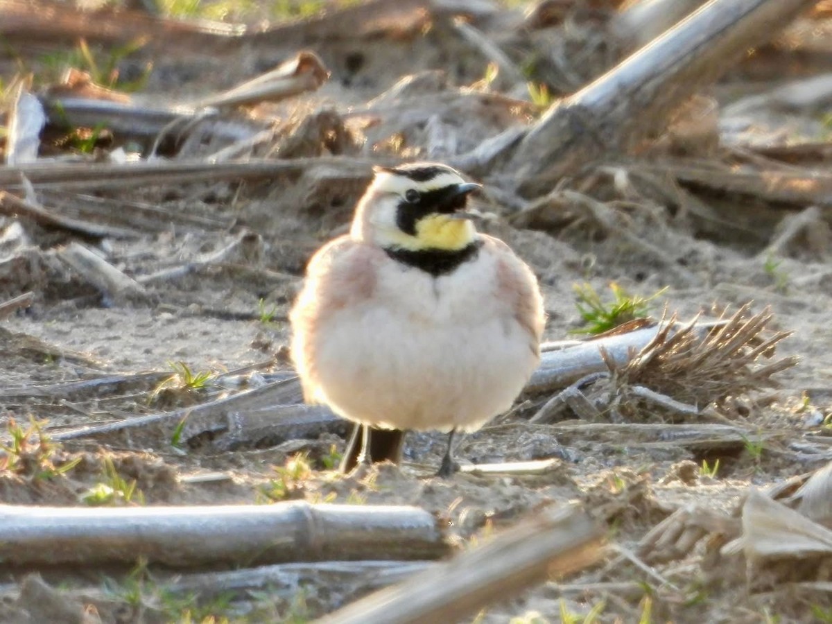 Horned Lark - ML632586212