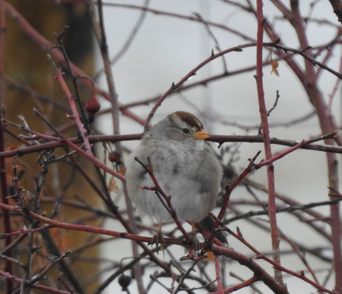 White-crowned Sparrow - ML632586264