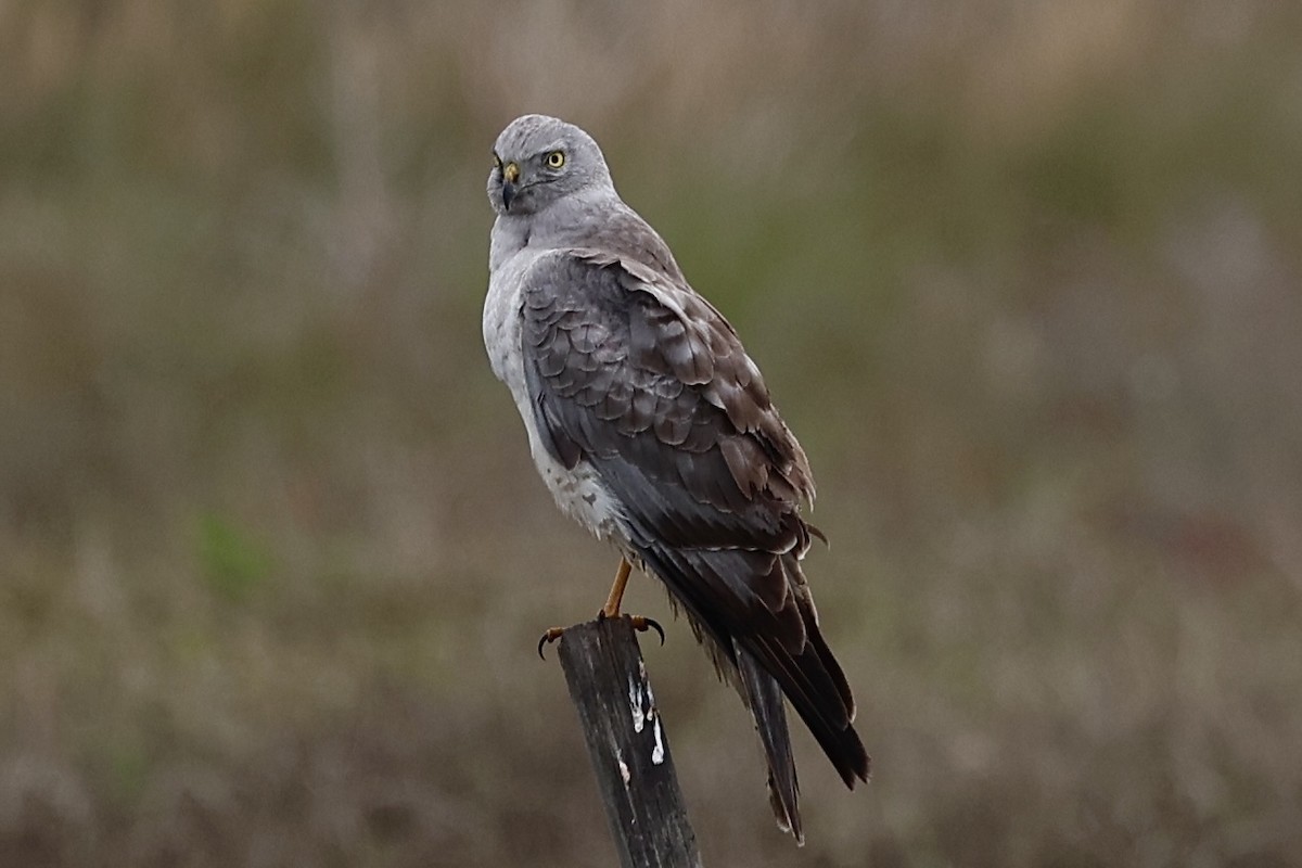 Northern Harrier - ML632586601