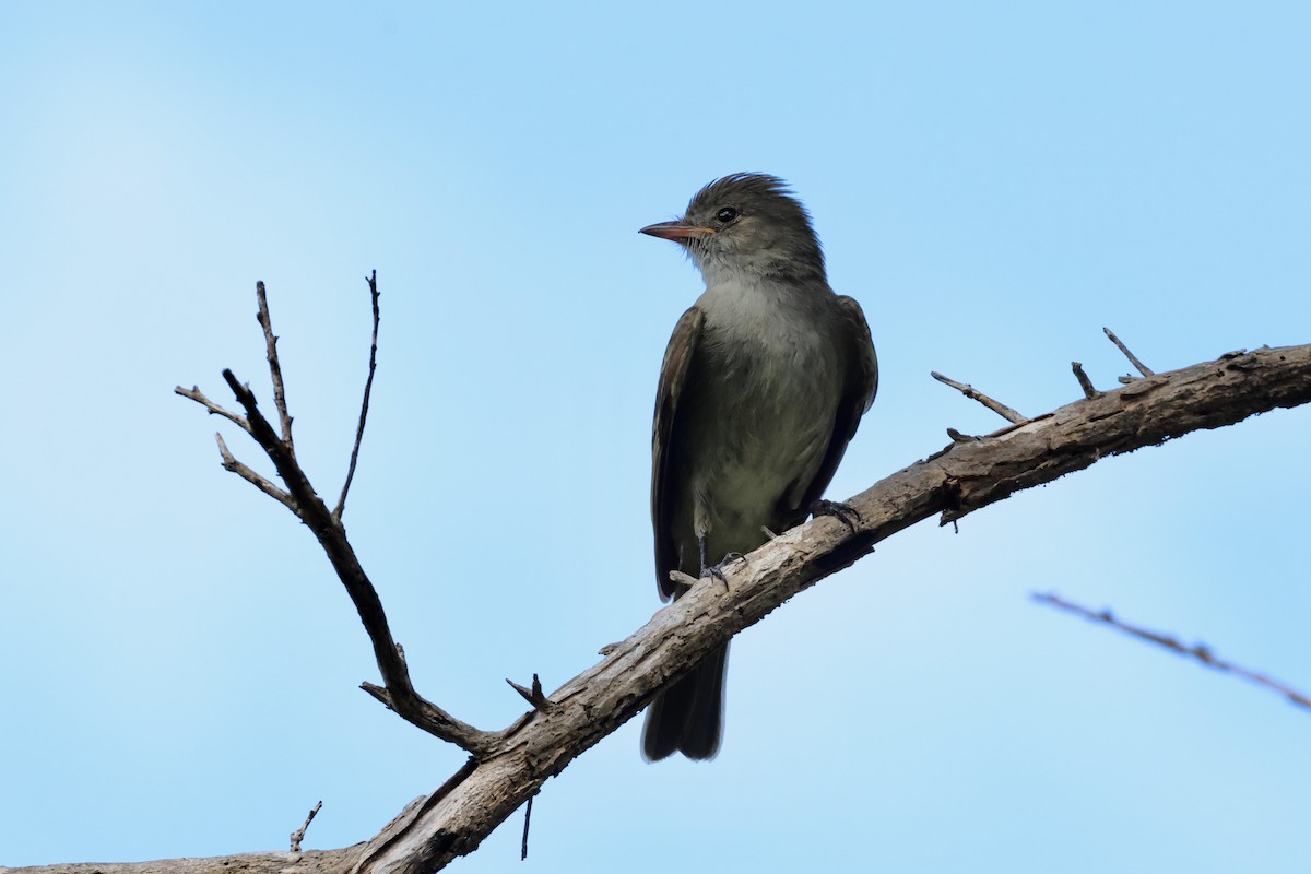 Caribbean Elaenia (Caribbean) - Olivier Langrand