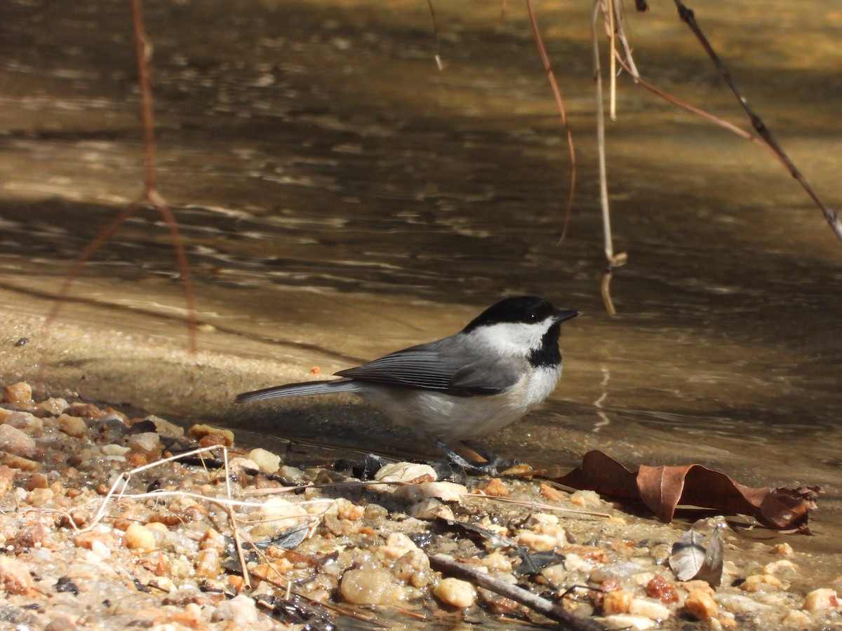 Carolina Chickadee - ML632586725