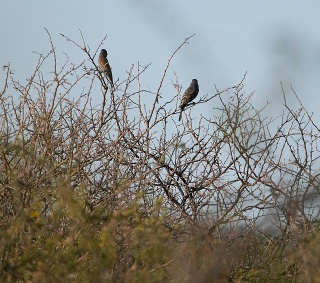 Blue Grosbeak - ML632586762