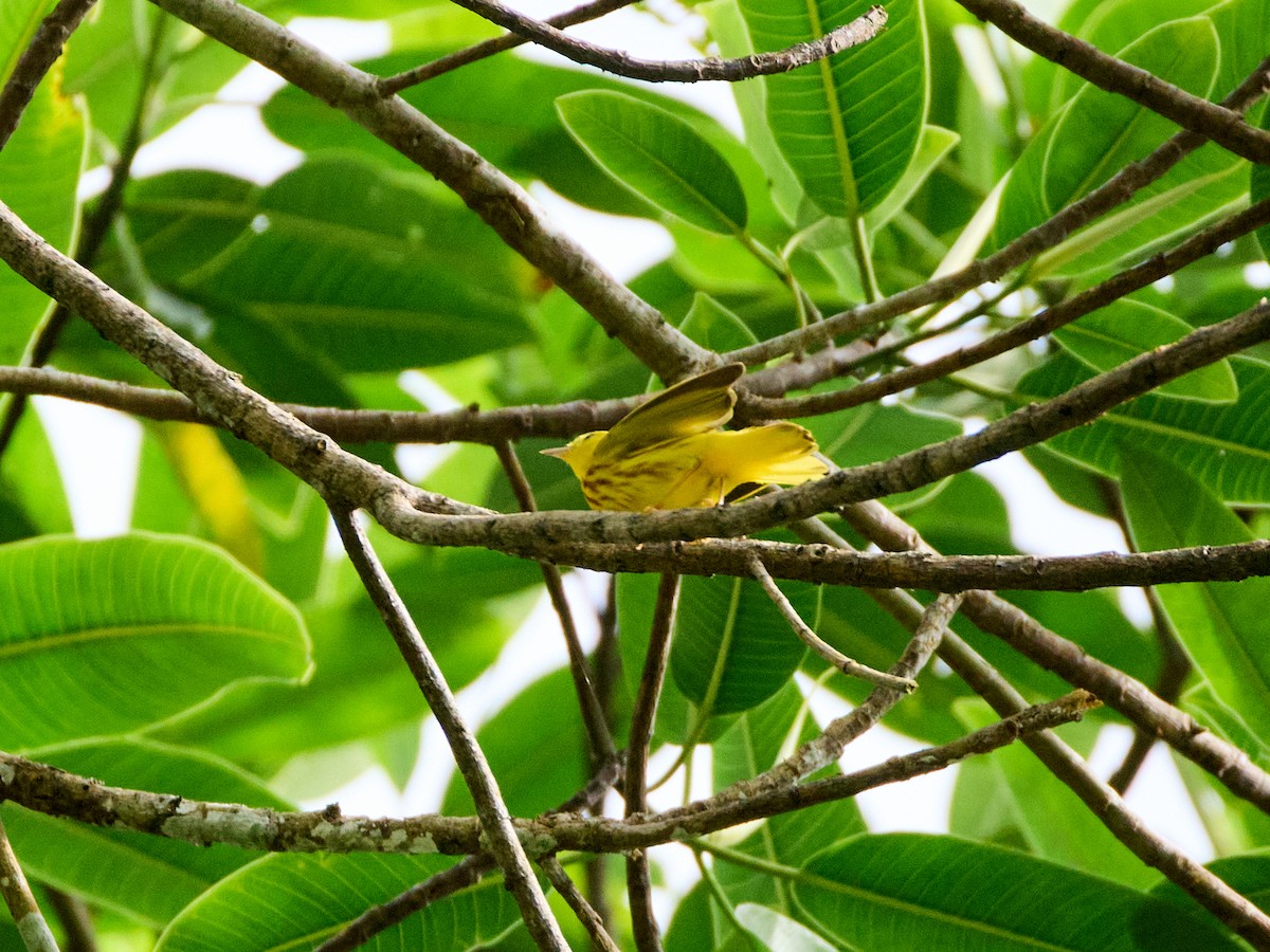 Goldwaldsänger - ML632586902