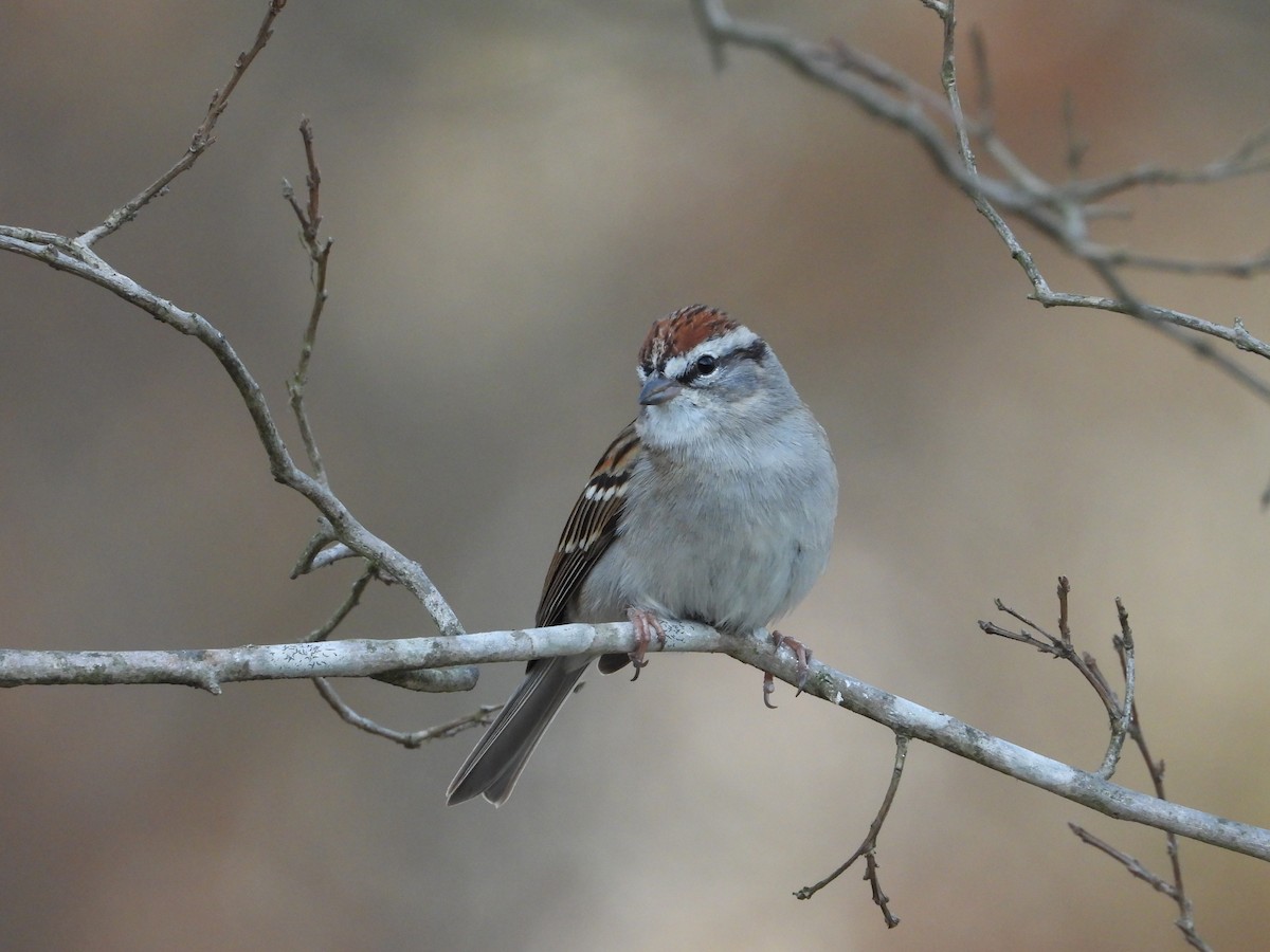 Chipping Sparrow - ML632586907