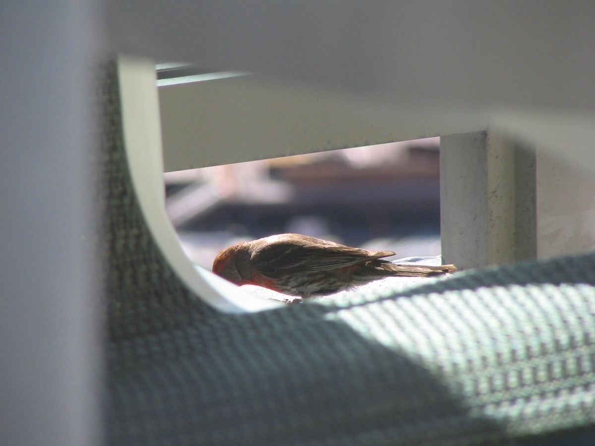 House Finch - ML632586937