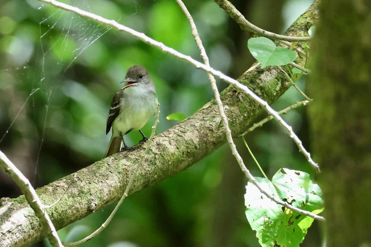 Grenada Flycatcher - ML632586983