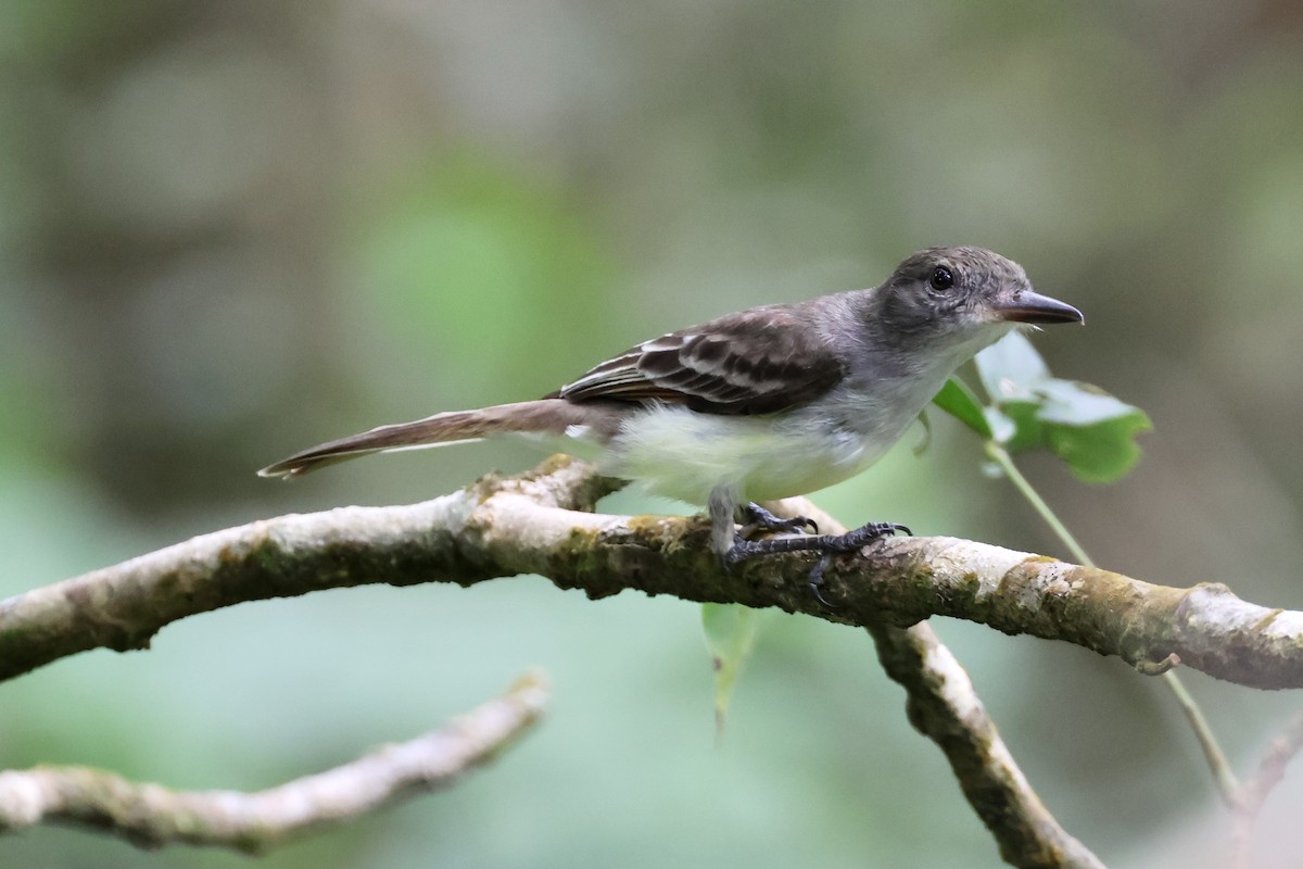Grenada Flycatcher - ML632586985