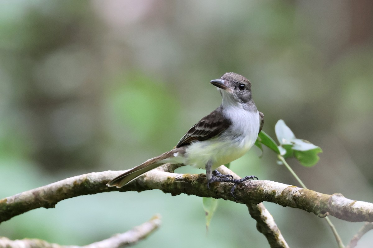 Grenada Flycatcher - ML632586986