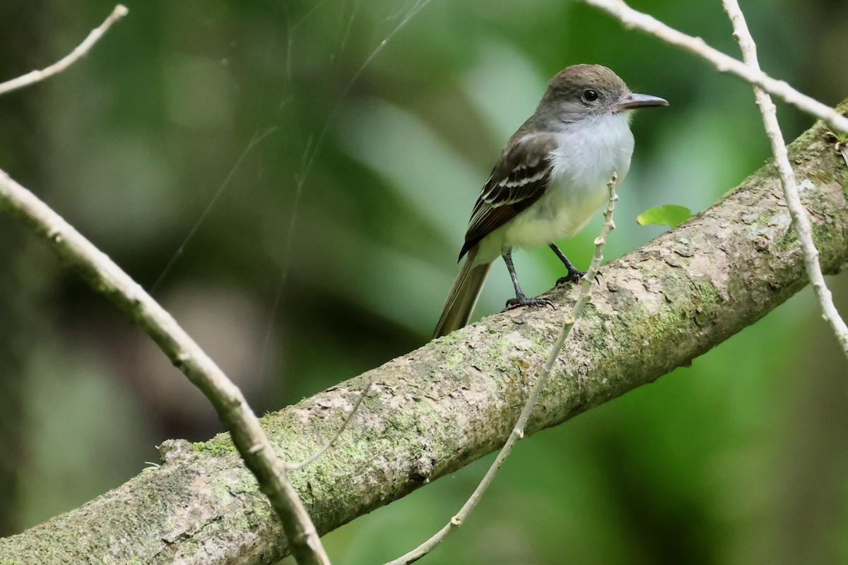 Grenada Flycatcher - ML632586987