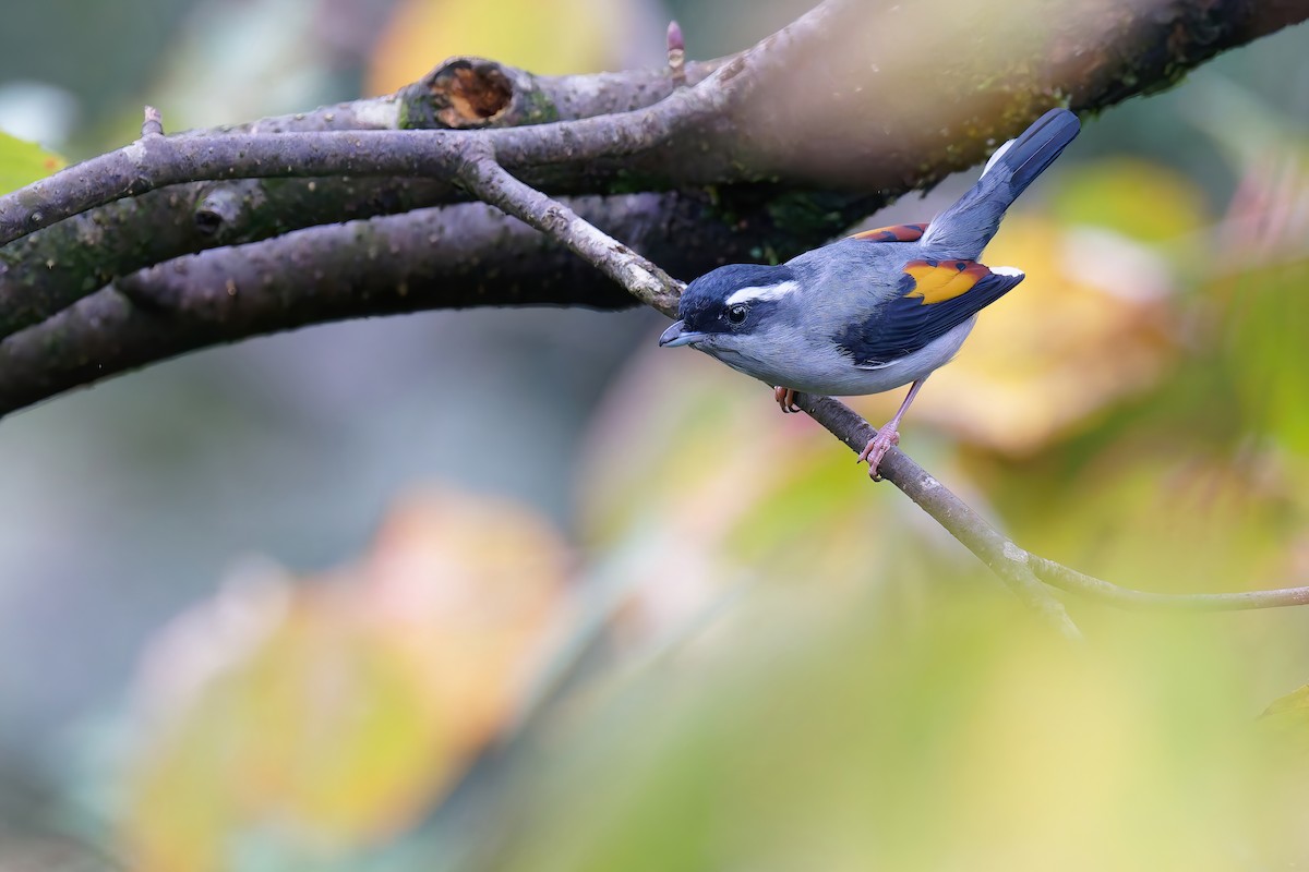 White-browed Shrike-Babbler (Gray-breasted) - ML632587079