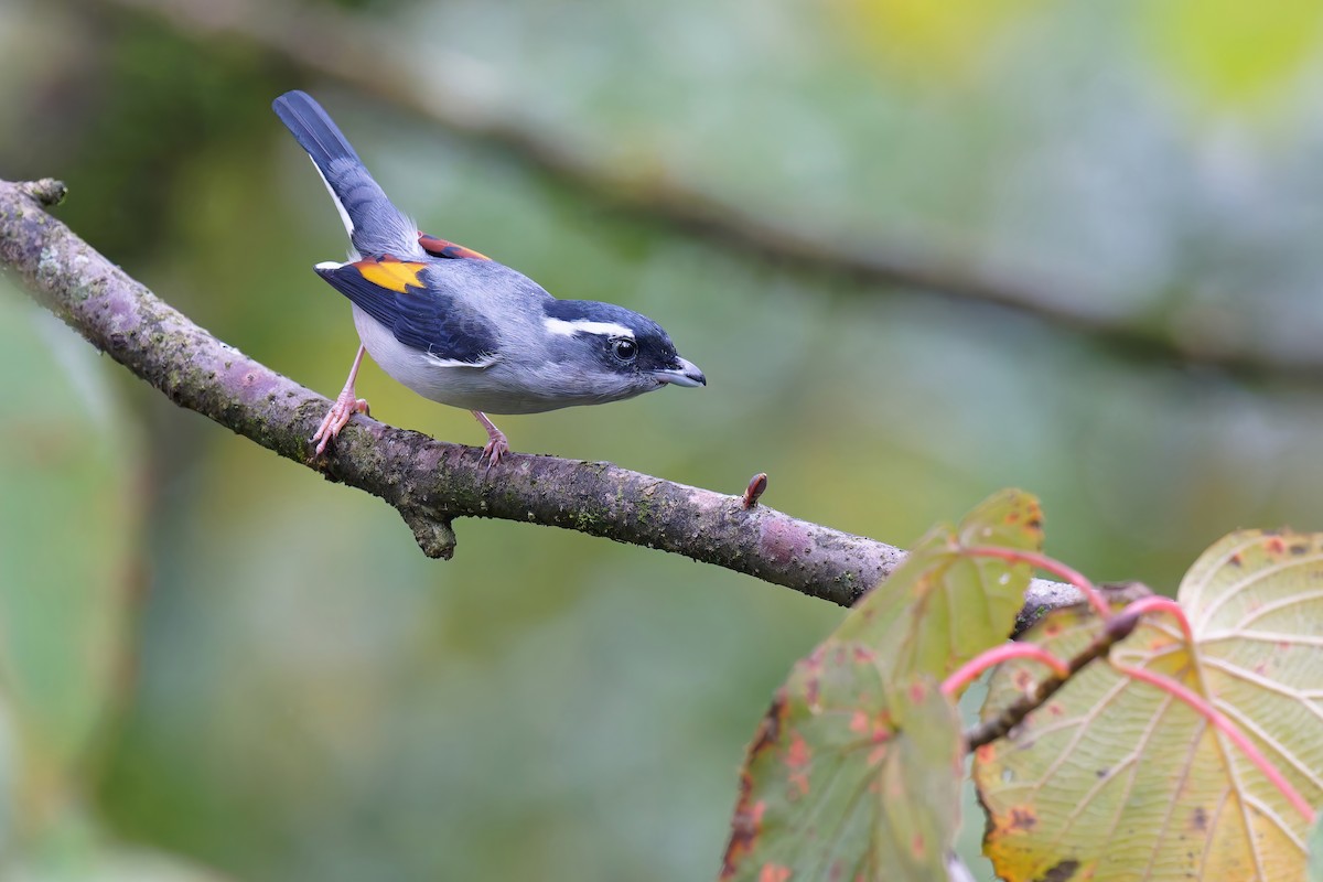 White-browed Shrike-Babbler (Gray-breasted) - ML632587080