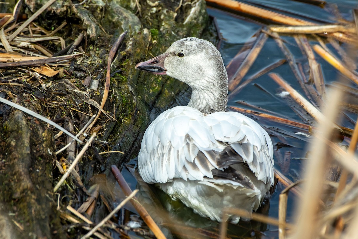Snow Goose - ML632587092