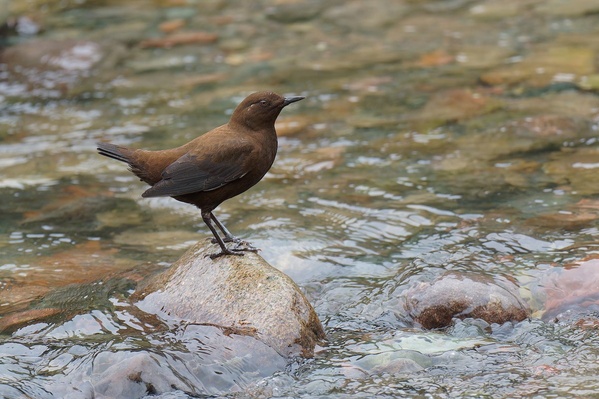 Brown Dipper - ML632587170