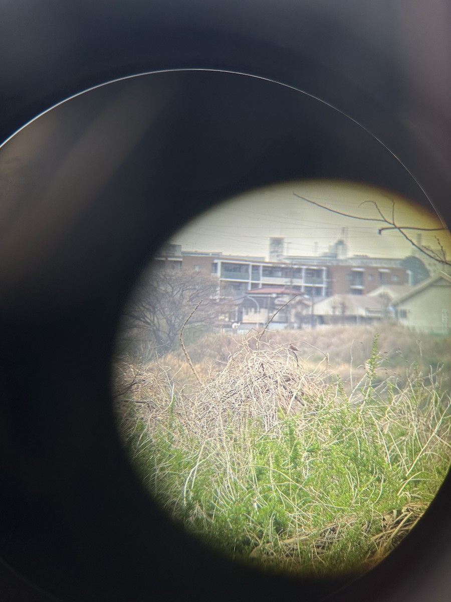 Eurasian Wryneck - ML632587199