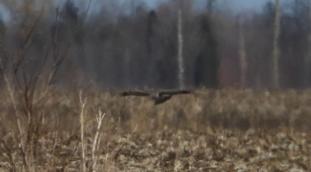 Northern Harrier - ML632587221