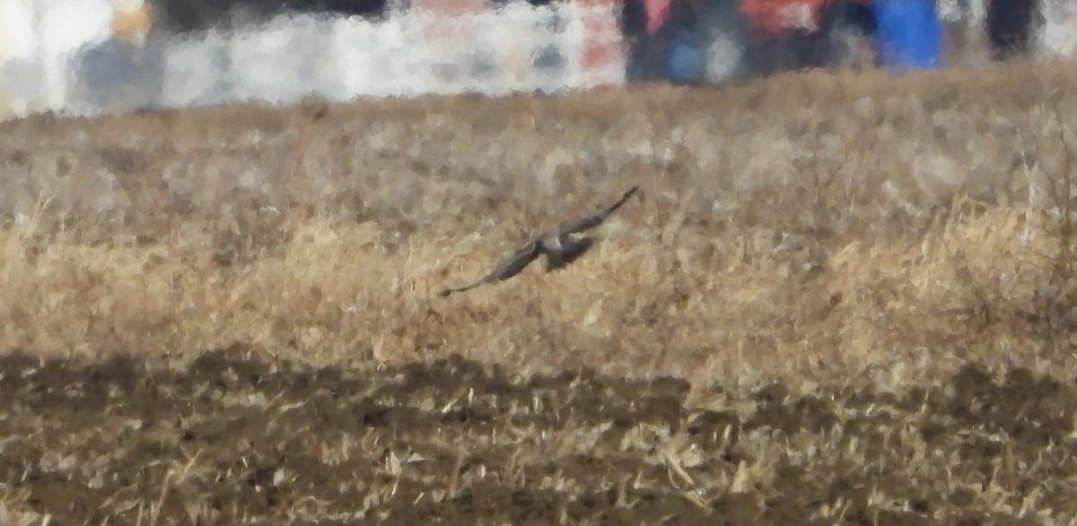 Northern Harrier - ML632587232