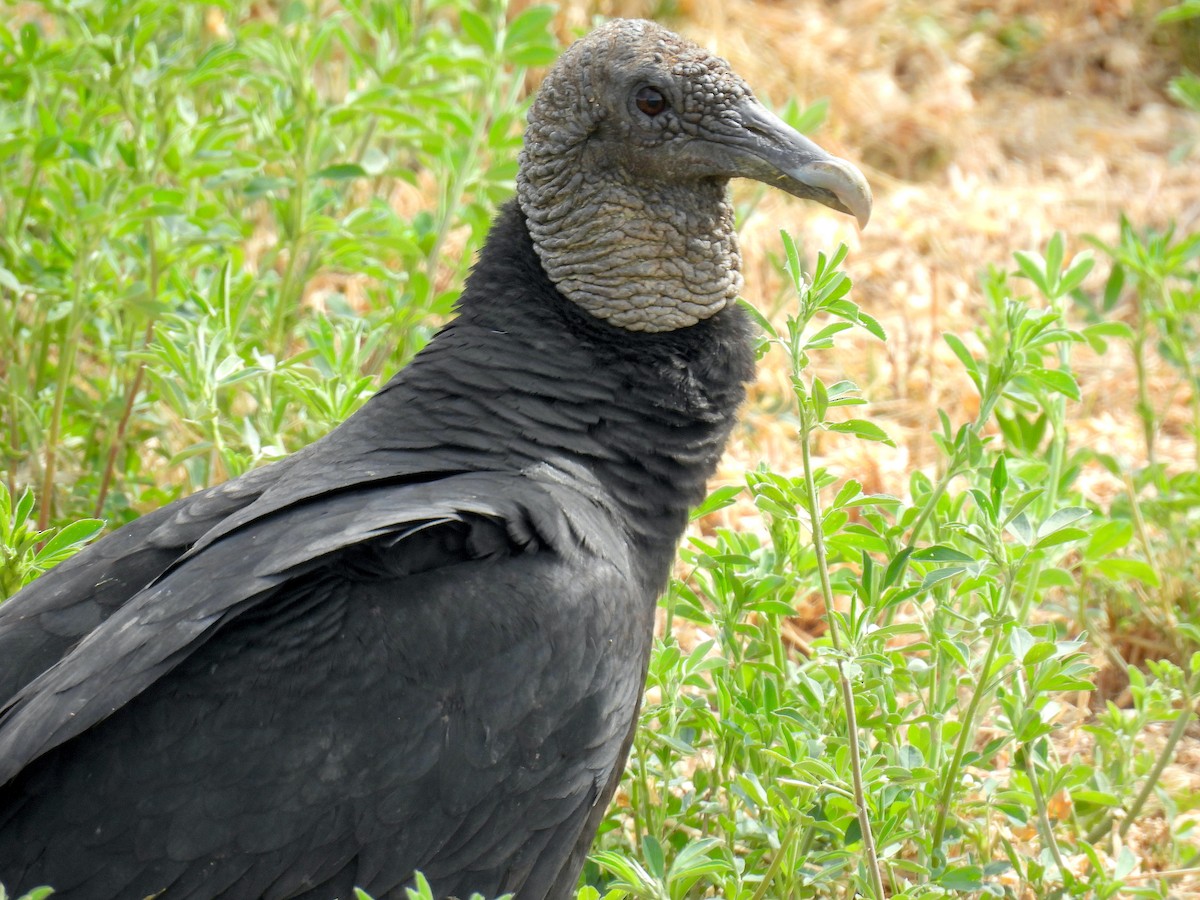 Zopilote beltza - ML632587328