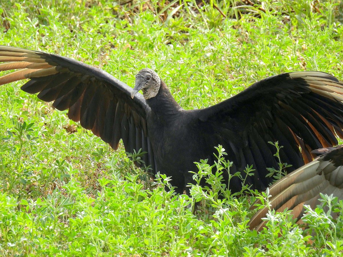 Zopilote beltza - ML632587337