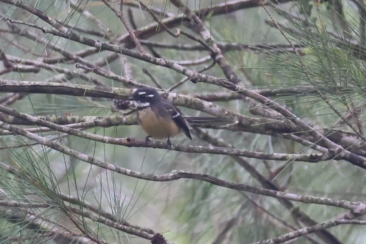 Gray Fantail - ML632587345