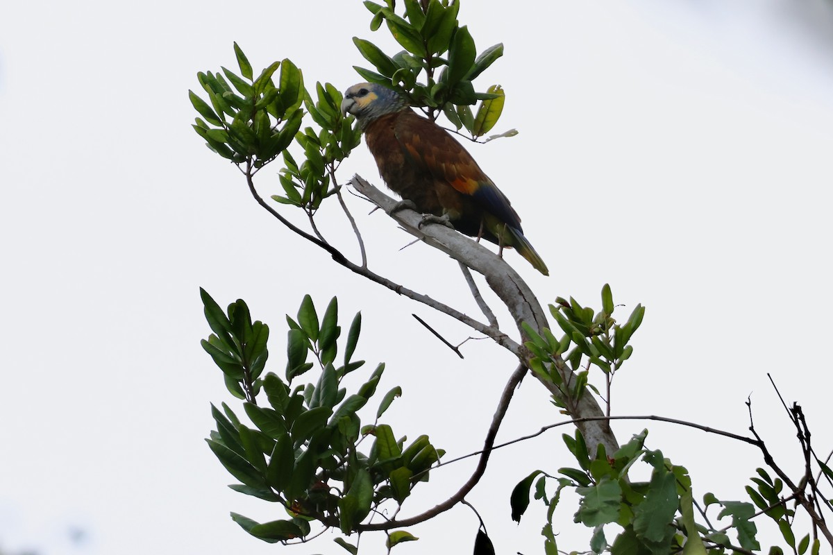 オウボウシインコ - ML632587348
