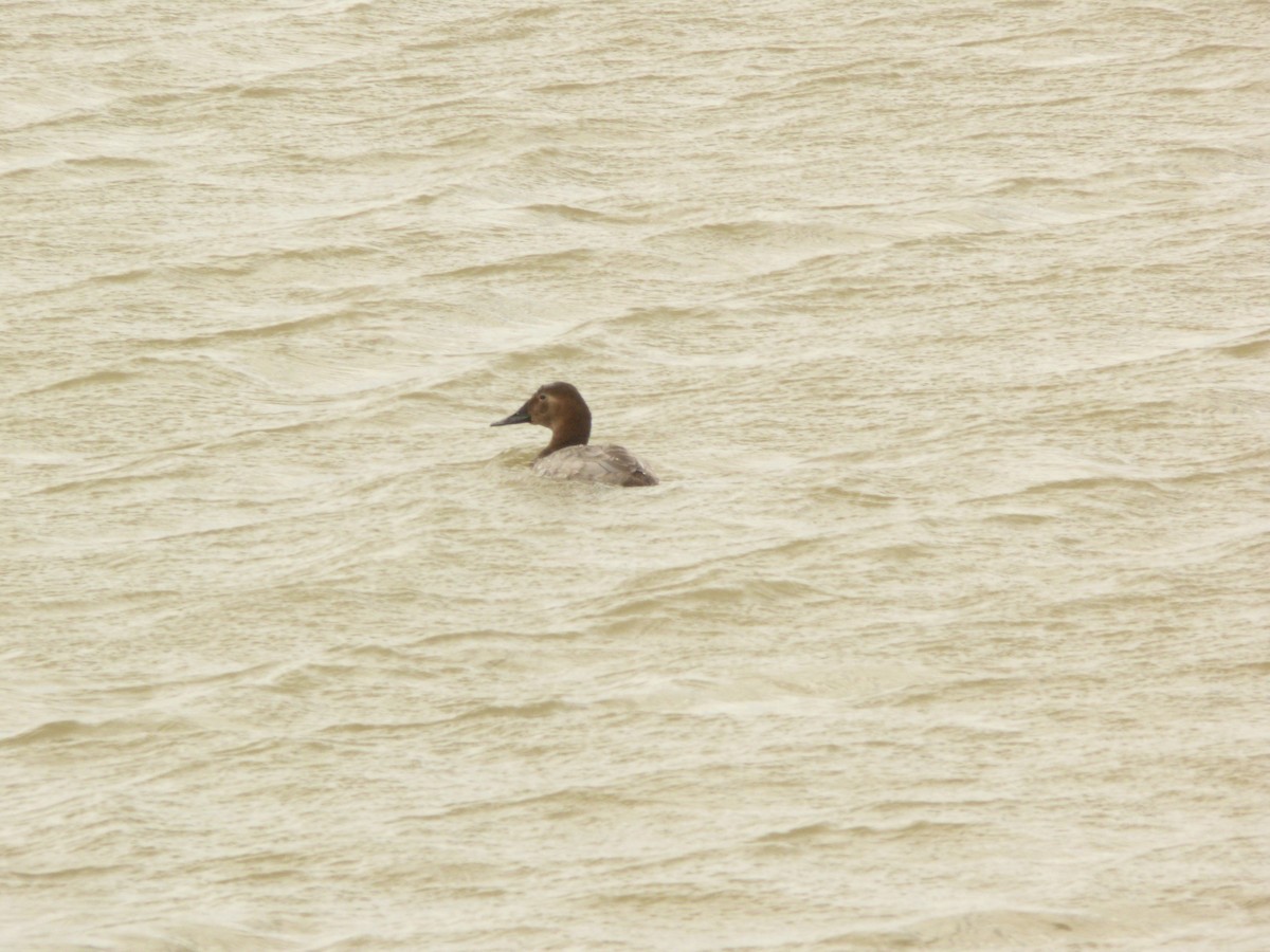 Canvasback - ML632587495
