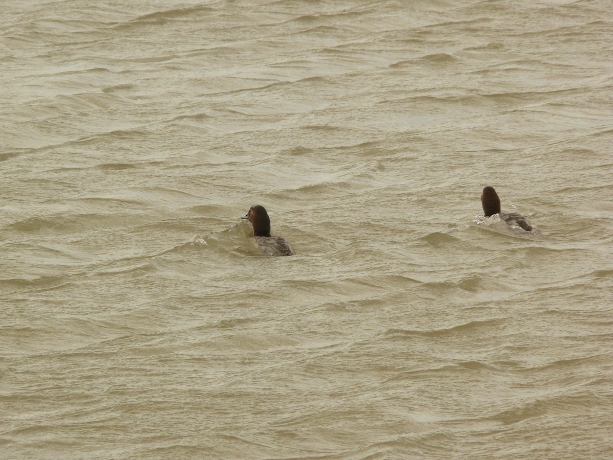 Canvasback - ML632587503