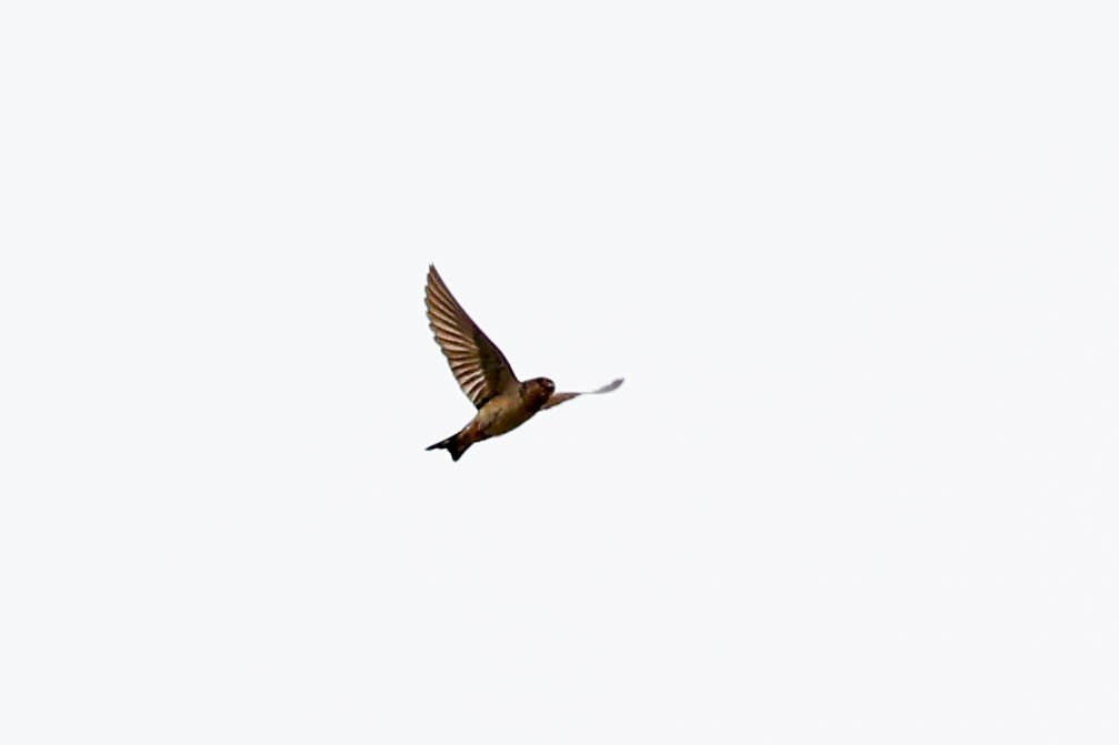 Red-throated Swallow - ML632587529