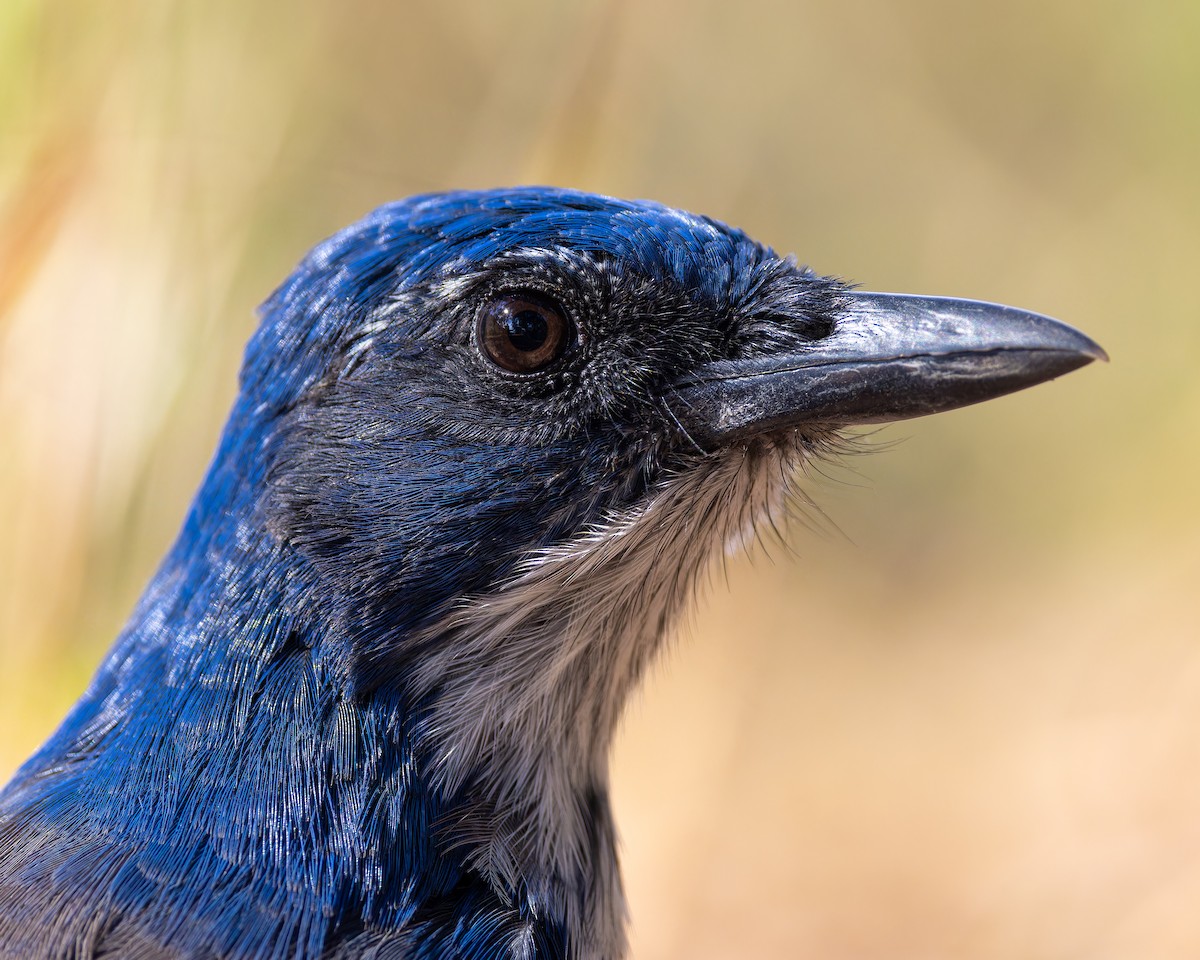 Island Scrub-Jay - ML632587610