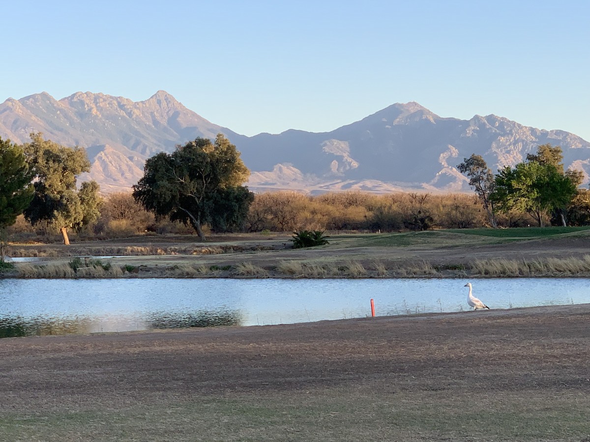 Цасны галуу - ML632587633