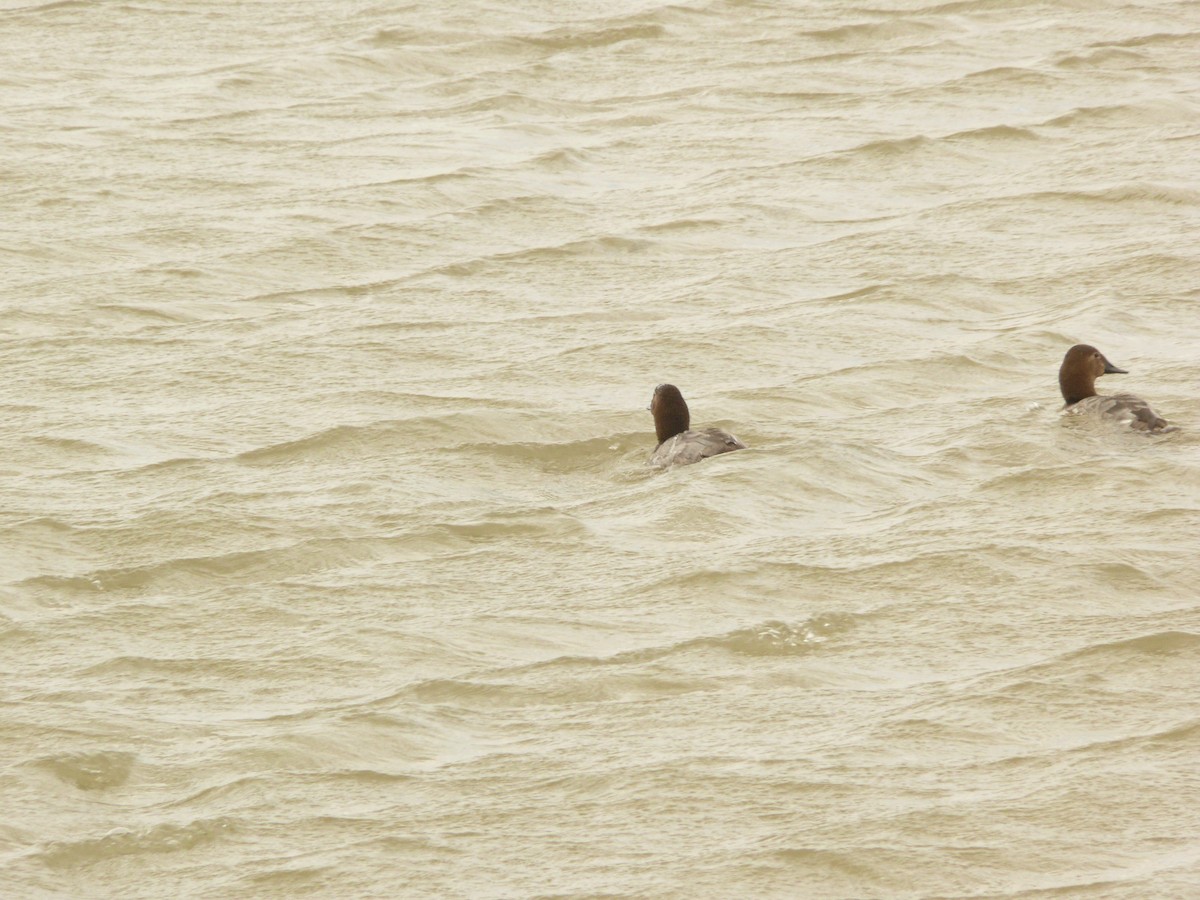 Canvasback - ML632587635
