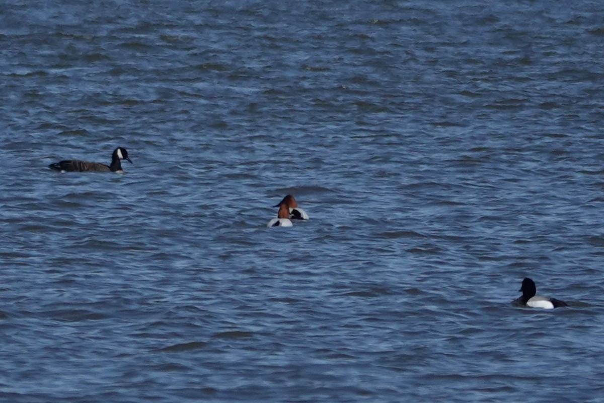 Canvasback - ML632587712
