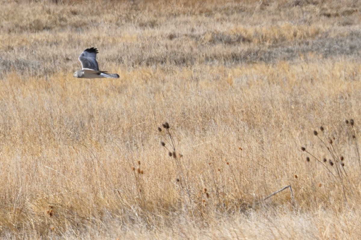 Northern Harrier - ML632587720