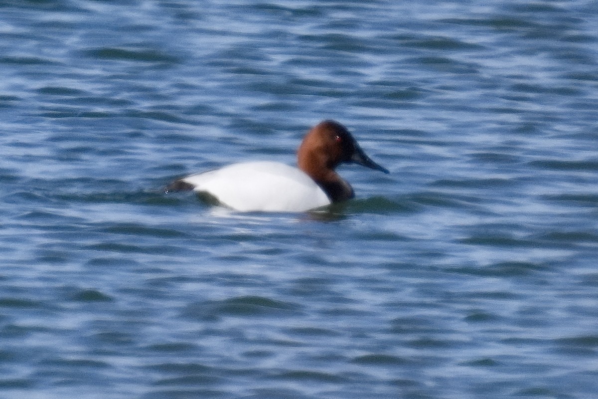 Canvasback - ML632587737