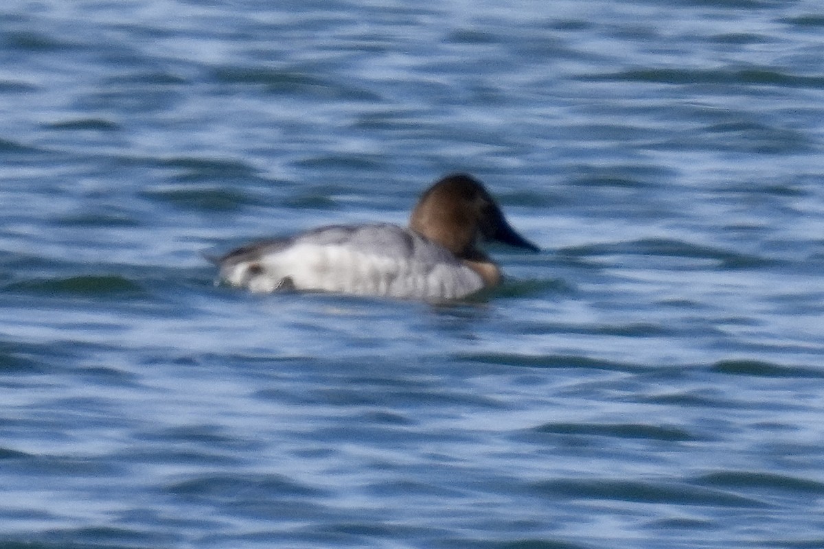 Canvasback - ML632587738